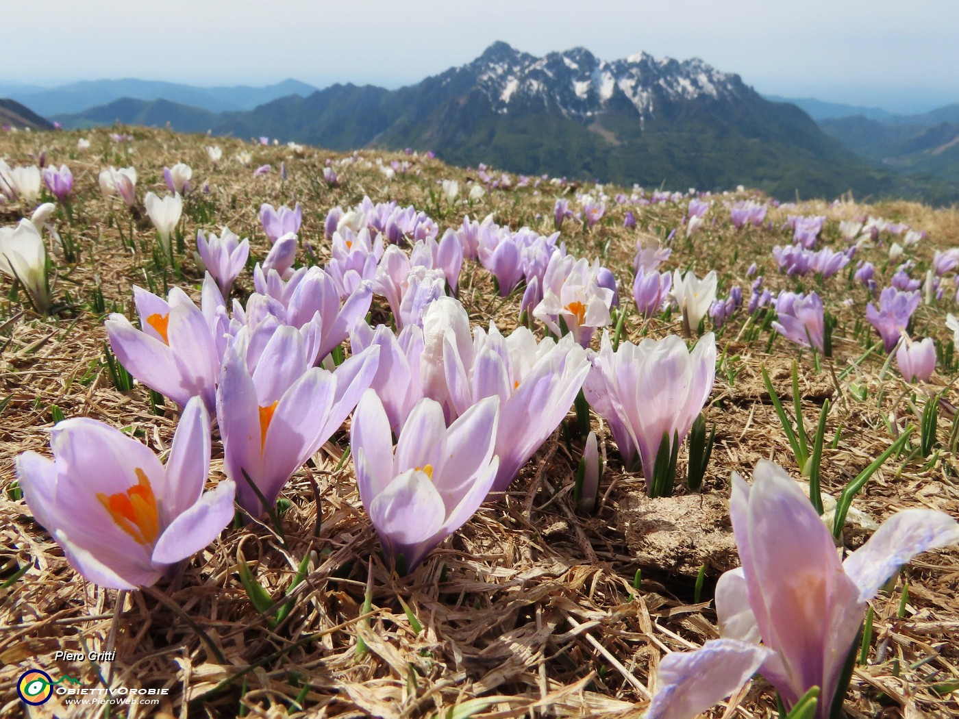 64 Crocus vernus (Zafferano maggiore) color rosa-violetto con vista in Alben.JPG